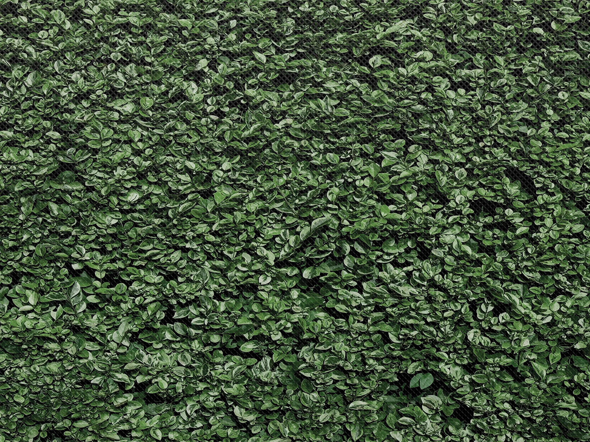 Fun Size Boxwood Better Than Paper Bulletin Board Rol - Image 2