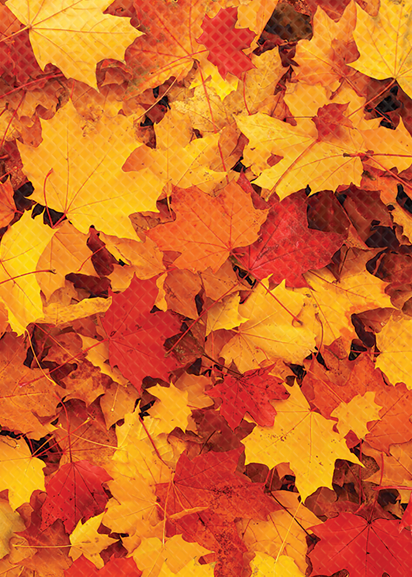 Fall Leaves Better Than Paper Bulletin Board Rol - Image 2