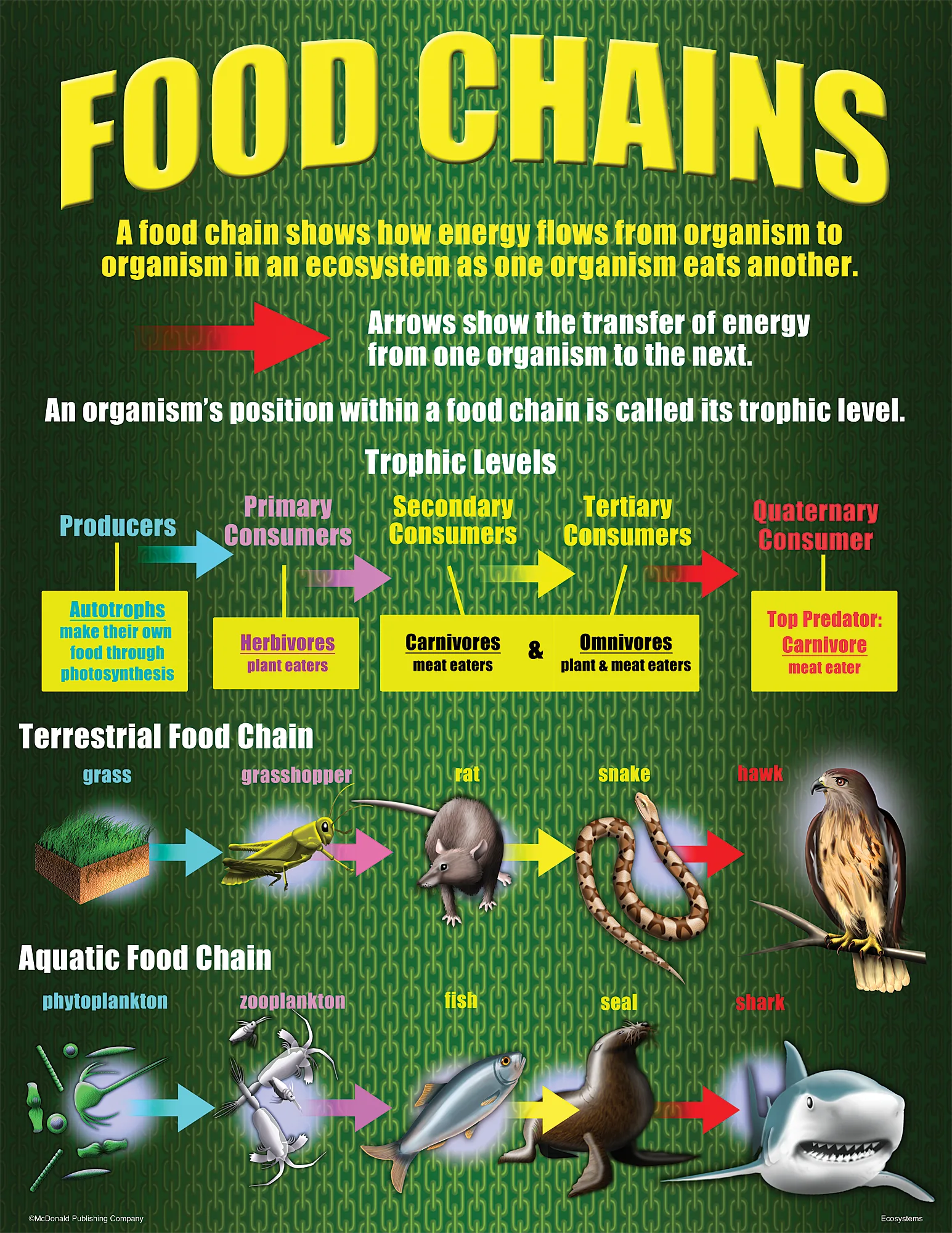 Ecosystems Poster Set - Image 2