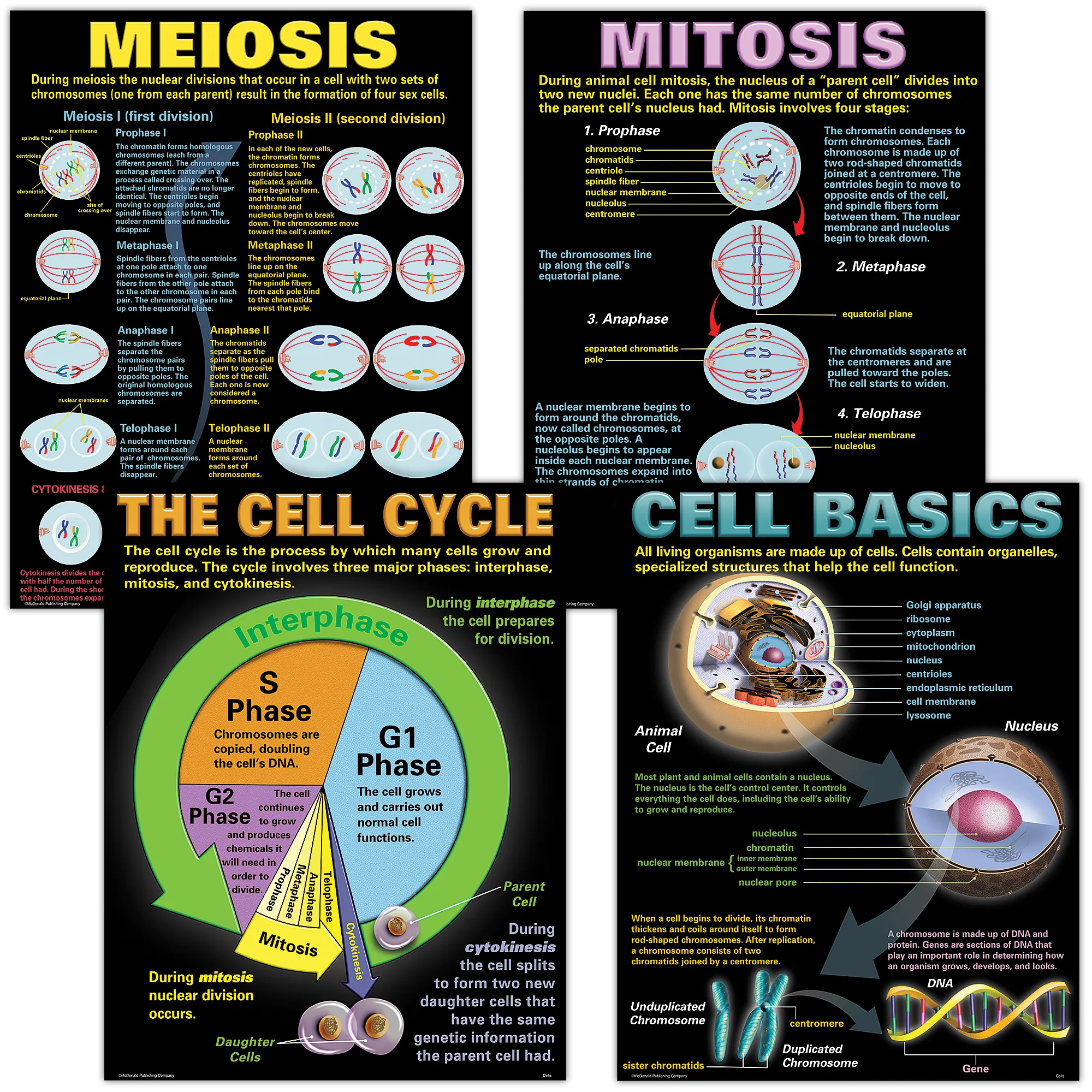 Cells Poster Set