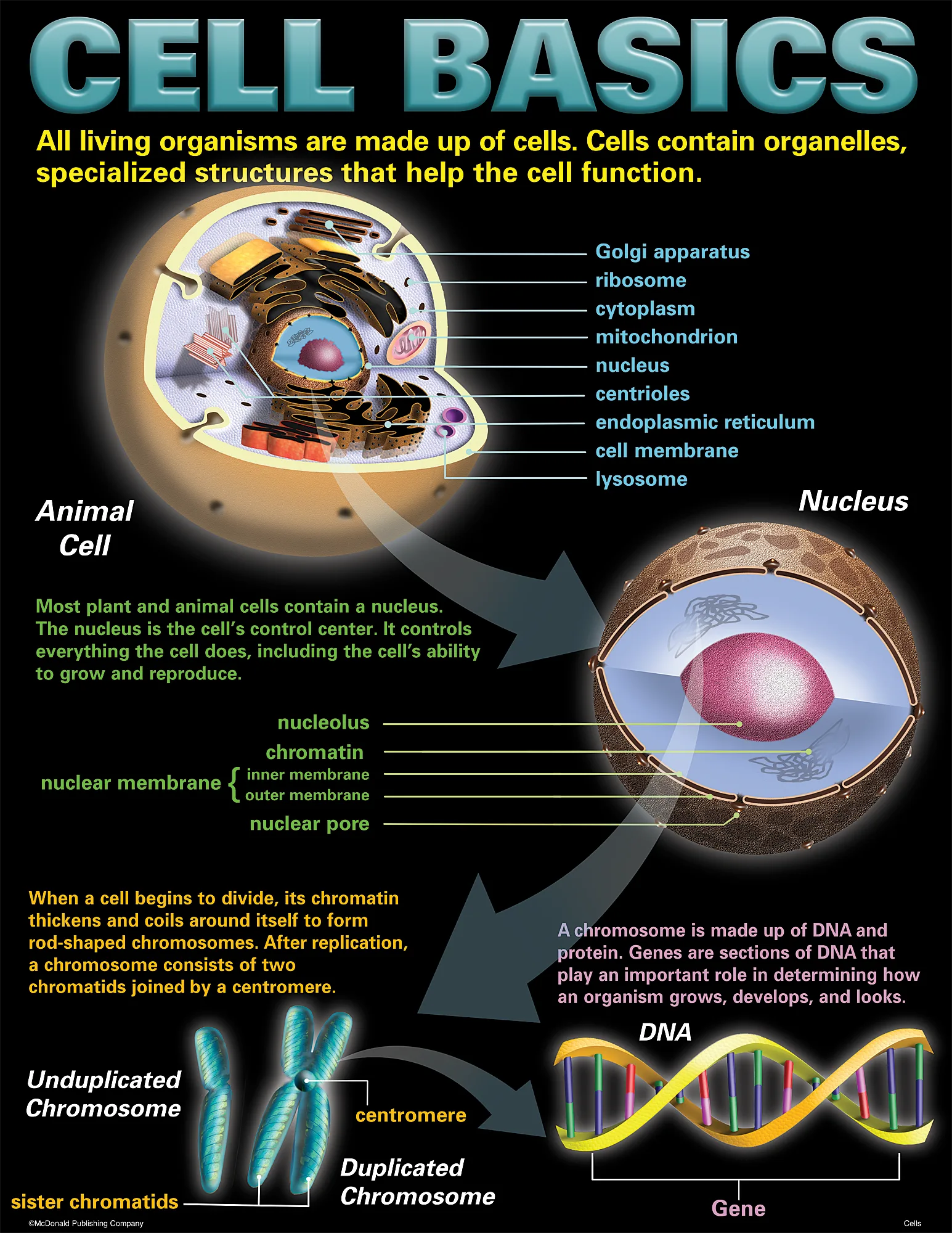 Cells Poster Set - Image 2