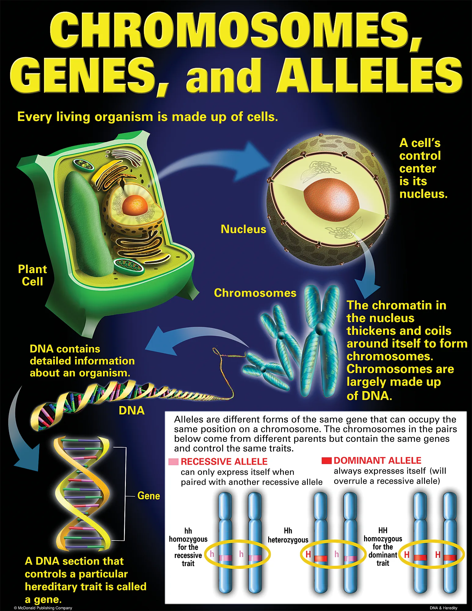 DNA & Heredity Poster Set - Image 2